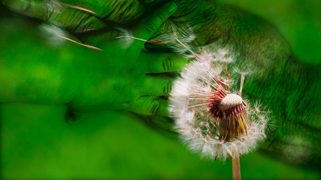 A collage that melds a photo of a dandelion being blown with a photo of a baby's hand touching an elderly person's hand.