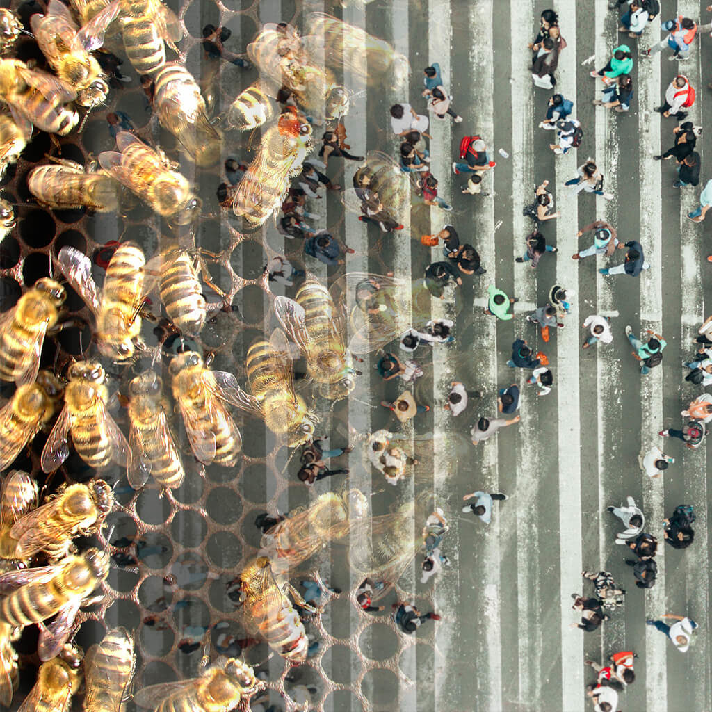 A collage that mixes a photo of bees with an overhead view of pedestrians crossing a street.