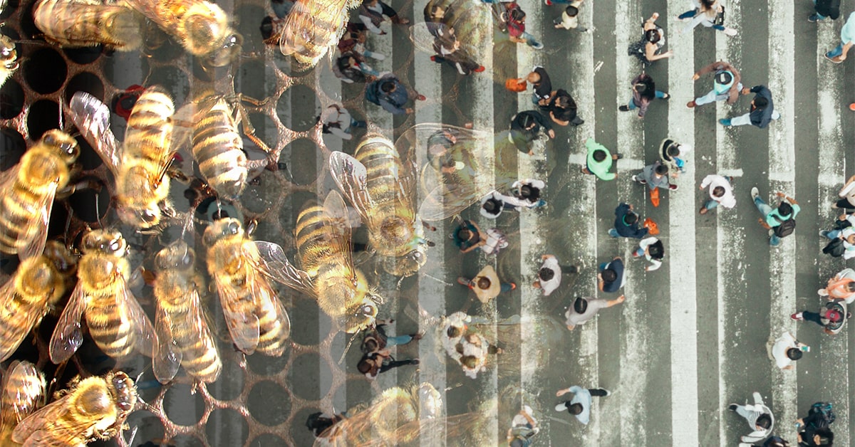 A collage that melds a photo of bees in a hive with a photo of pedestrians in a crosswalk.